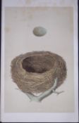 Rev Morris Redwing Bird Nest & Egg Antique Woodblock Engraving-75