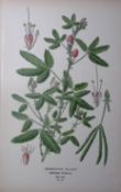 Sensitive Plant Edward Step Rare Antique Botanical Book Plate-70