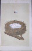 Rev Morris Linnet Bird Nest & Egg Antique Woodblock Engraving-9
