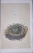 Rev Morris Pied Flycatcher Bird Nest & Egg Antique Woodblock Engraving-10