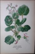 Creeping Sailor Edward Step Rare Antique Botanical Book Plate-87