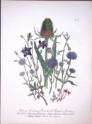 Rare 165-Yr-Old Antique Wildflower Gilt-Edged Illustration Jane Webb Loudon-41-A