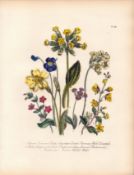 Rare 165-Yr-Old Antique Wildflower Gilt-Edged Illustration Jane Webb Loudon-46.