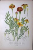 French & Mexican Marigold Edward Step Rare Antique Botanical Book Plate-143