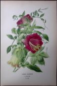 Cup and Saucer Vine Edward Step Rare Antique Botanical Book Plate-190