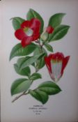 Camellia Flower Edward Step Rare Antique Botanical Book Plate-46