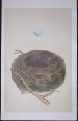 Rev Morris Dunnock Bird Nest & Egg Antique Woodblock Engraving-37