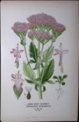 Large Spur Valerian Edward Step Rare Antique Botanical Book Plate-124