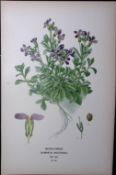 Rock-Cress Edward Step Rare Antique Botanical Book Plate-24
