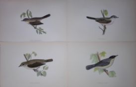 Job-Lot Rev Morris History of British Birds 130 Yrs-Old Antique Engravings-8