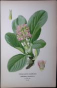Thick Layered Saxifrage Edward Step Rare Antique Botanical Book Plate-89