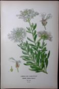 Gibraltar Candytuft Edward Step Rare Antique Botanical Book Plate-29