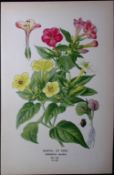 Marvel of Peru Edward Step Rare Antique Botanical Book Plate-225