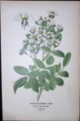 Many Flowered Rose Edward Step Rare Antique Botanical Book Plate-79