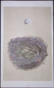Rev Morris Woodchat Bird Nest & Egg Antique Woodblock Engraving-6