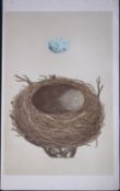Rev Morris Thrush Bird Nest & Egg Antique Woodblock Engraving-33
