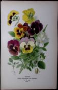 Pansy Flower Edward Step Rare Antique Botanical Book Plate-33