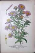 Michaelmas Daisies Edward Step Rare Antique Botanical Book Plate-133