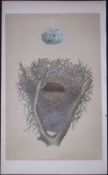 Rev Morris Magpie Bird Nest & Egg Antique Woodblock Coloured Engraving-12
