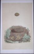 Rev Morris Nightingale Bird Nest & Egg Antique Woodblock Engraving-60