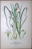 Triplet Lily Edward Step Rare Antique Botanical Book Plate-275