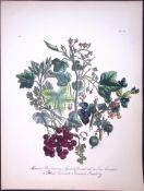 Rare 165-Yr-Old Antique Wildflower Gilt-Edged Illustration Jane Webb Loudon-36-A