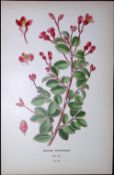 Begonia Fuchsioides Edward Step Rare Antique Botanical Book Plate-113