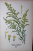 Canadian Golden Rod Edward Step Rare Antique Botanical Book Plate-127