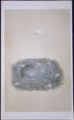Rev Morris Marsh Tit Bird Nest & Egg Antique Woodblock Engraving-8b