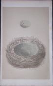 Rev Morris Jay Bird Nest & Egg Antique Woodblock Engraving-14