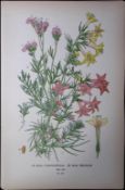 Standing-Cypress Edward Step Rare Antique Botanical Book Plate-187