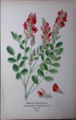 French Honeysuckle Edward Step Rare Antique Botanical Book Plate-68