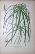 Umbrella Plant Edward Step Rare Antique Botanical Book Plate-298