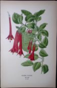 Fuchsia Fulgens Edward Step Rare Antique Botanical Book Plate-107
