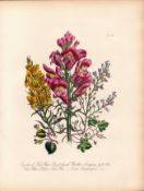 Rare 165-Yr-Old Antique Wildflower Gilt-Edged Illustration Jane Webb Loudon-48.