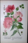 Large Flowered Malope Edward Step Rare Antique Botanical Book Plate-47