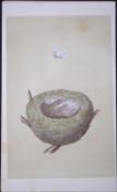 Rev Morris Goldfinch Bird Nest & Egg Antique Woodblock Engraving-5