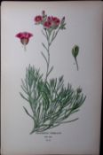 Rock Purslane Edward Step Rare Antique Botanical Book Plate-44