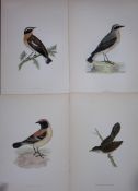 Job-Lot Rev Morris History of British Birds 130 Yrs-Old Antique Engravings-15