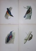 Job-Lot Rev Morris History of British Birds 130 Yrs-Old Antique Engravings-1