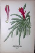 Rat’s Tail Cactus Edward Step Rare Antique Botanical Book Plate-117