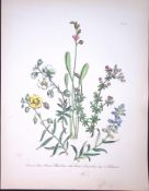 Rare 165-Yr-Old Antique Wildflower Gilt-Edged Illustration Jane Webb Loudon -14-A