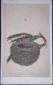 Rev Morris Goldcrest Bird Nest & Egg Antique Woodblock Engraving-64