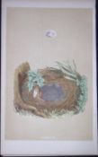 Rev Morris Chiff Chaff Bird Nest & Egg Antique Woodblock Engraving-76