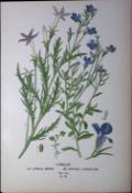 Great Blue Lobelia Edward Step Rare Antique Botanical Book Plate-162