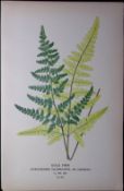 Gold Fern Edward Step Rare Antique Botanical Book Plate-312