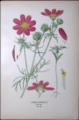 Garden Cosmos Edward Step Rare Antique Botanical Book Plate-142