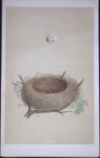 Rev Morris Lesser Whitethroat Bird Nest & Egg Antique Woodblock Engraving-66