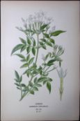 Jasmin Flower Edward Step Rare Antique Botanical Book Plate-177