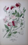 Sweet Pea Edward Step Rare Antique Botanical Book Plate-71